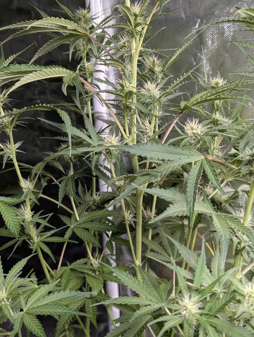 TSL2000 300W LED. Week 7