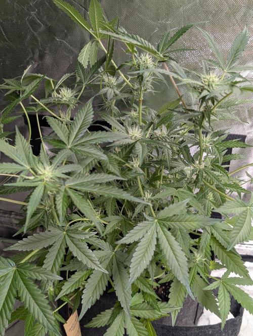 Chemical Candy Auto x3. Week 7