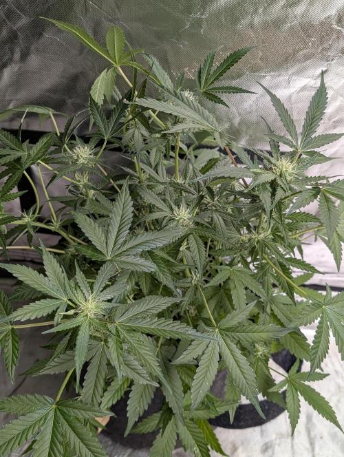 Chemical Candy Auto x3. Week 7