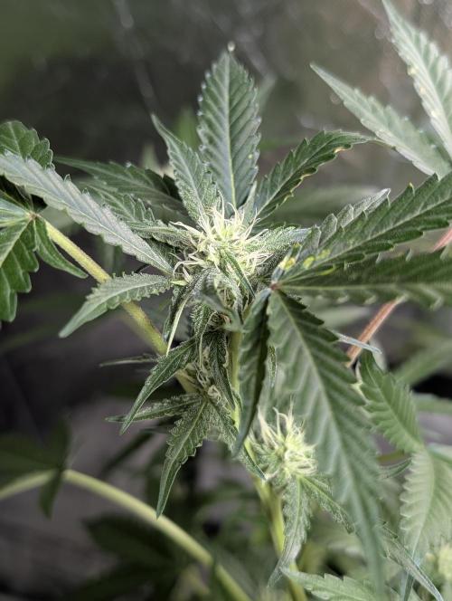 Chemical Candy Auto x3. Week 7