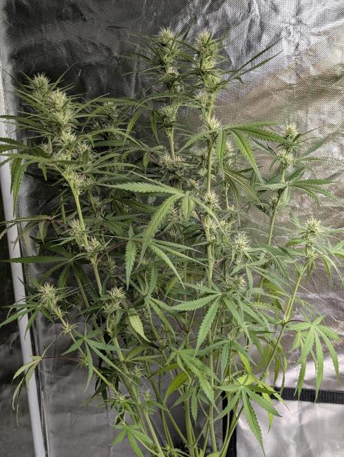 Chemical Candy Auto x3. Week 7 - 2
