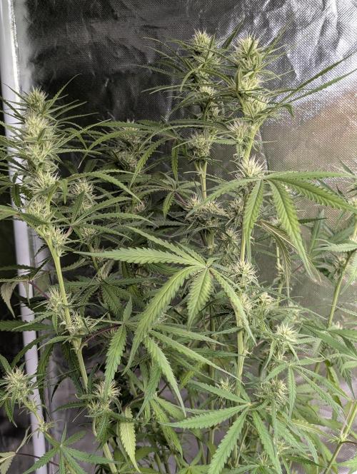 Chemical Candy Auto x3. Week 7