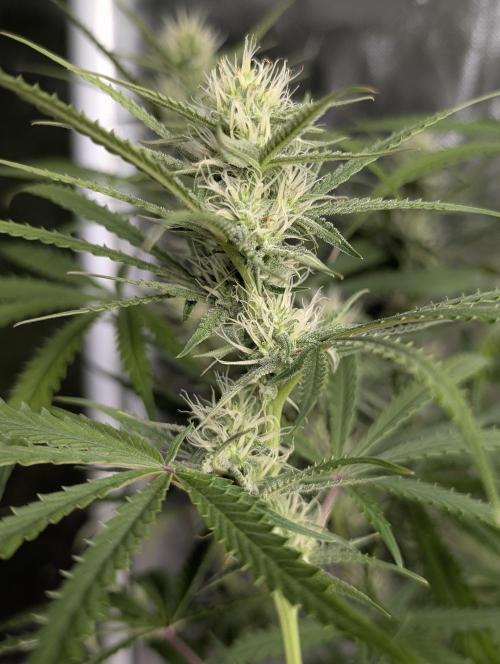 Chemical Candy Auto x3. Week 7