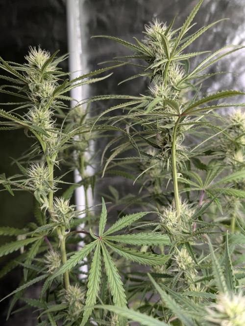 Chemical Candy Auto x3. Week 7