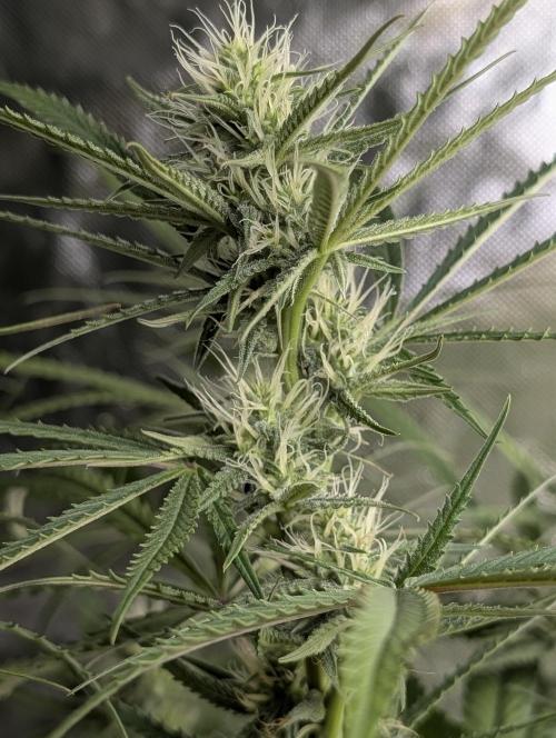 Chemical Candy Auto x3. Week 7