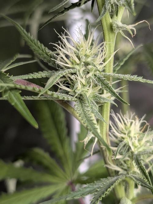 Chemical Candy Auto x3. Week 7
