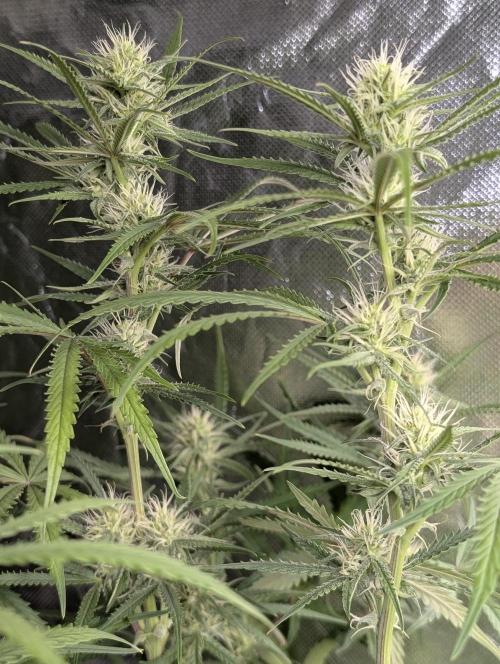 Chemical Candy Auto x3. Week 7