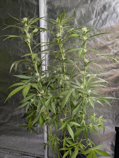 Chemical Candy Auto x3. Week 7 - 3
