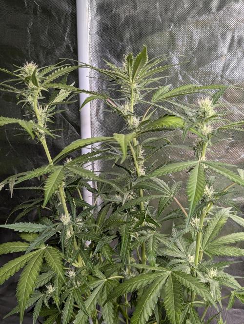Chemical Candy Auto x3. Week 7