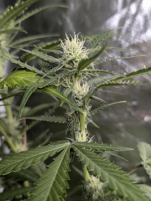 Chemical Candy Auto x3. Week 7
