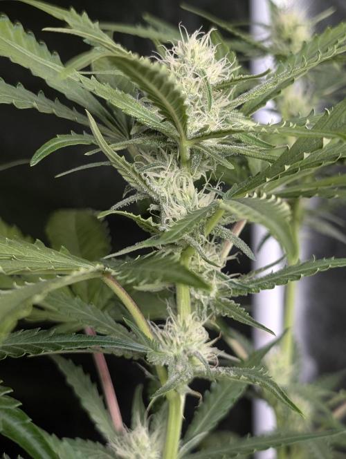 TSL2000 300W LED. Week 7
