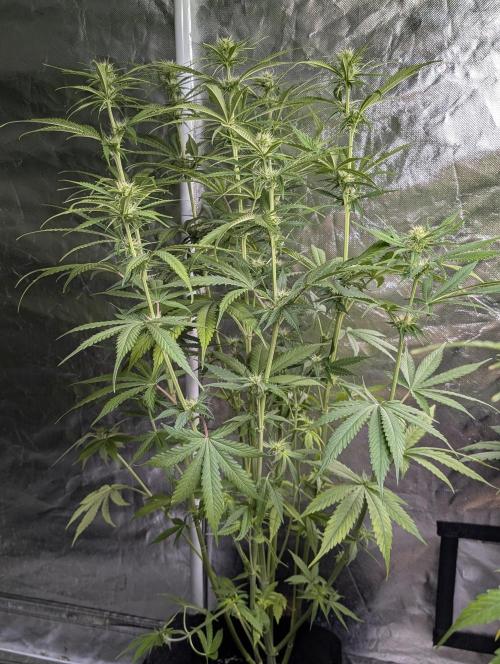 Purple Lemon Tree XLL x4. Week 7 - 1