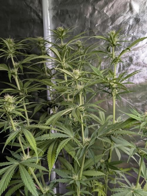 Purple Lemon Tree XLL x4. Week 7