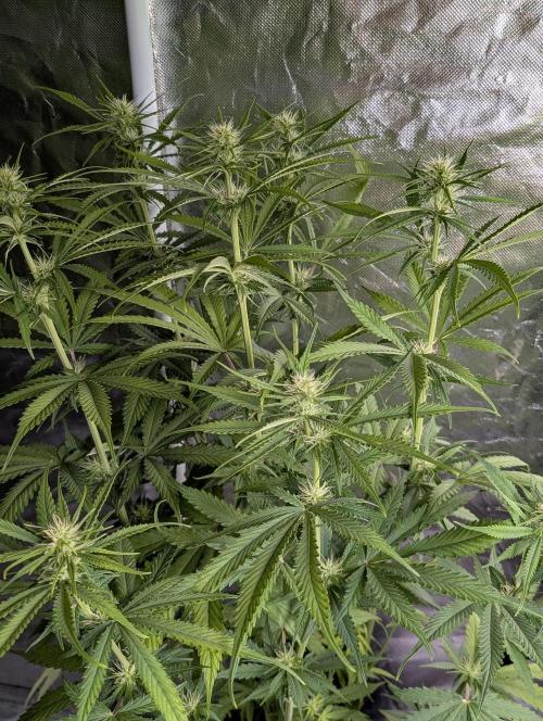 Purple Lemon Tree XLL x4. Week 7