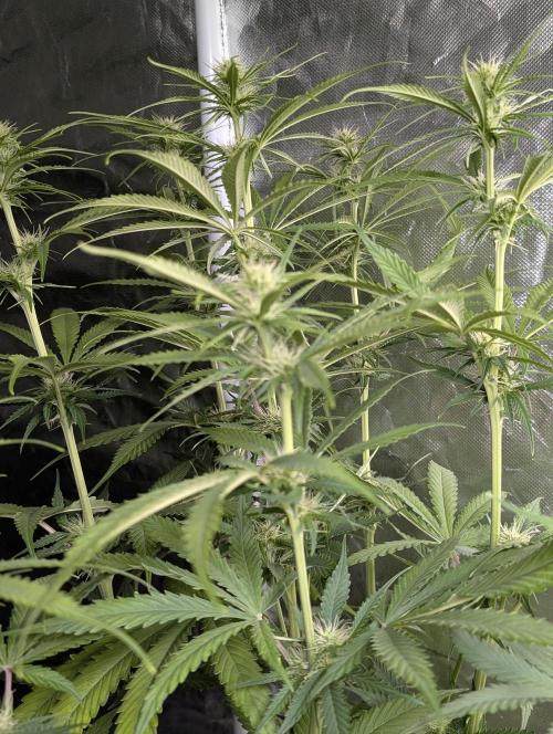 Purple Lemon Tree XLL x4. Week 7