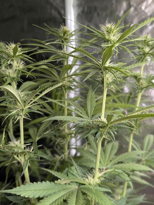 Purple Lemon Tree XLL x4. Week 7