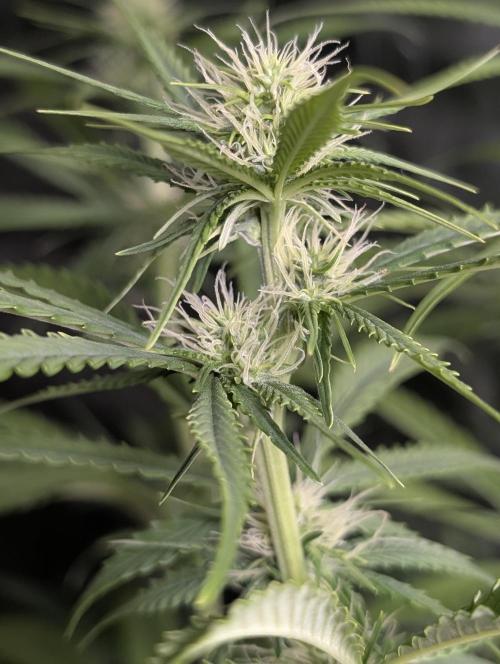 Purple Lemon Tree XLL x4. Week 7