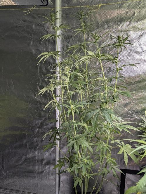 Purple Lemon Tree XLL x4. Week 7 - 2