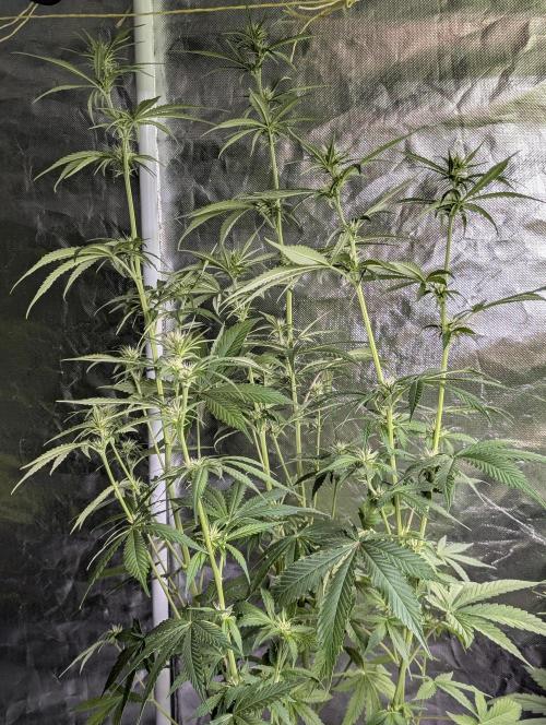 Purple Lemon Tree XLL x4. Week 7