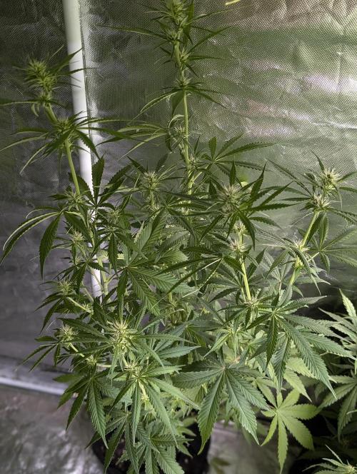 Purple Lemon Tree XLL x4. Week 7