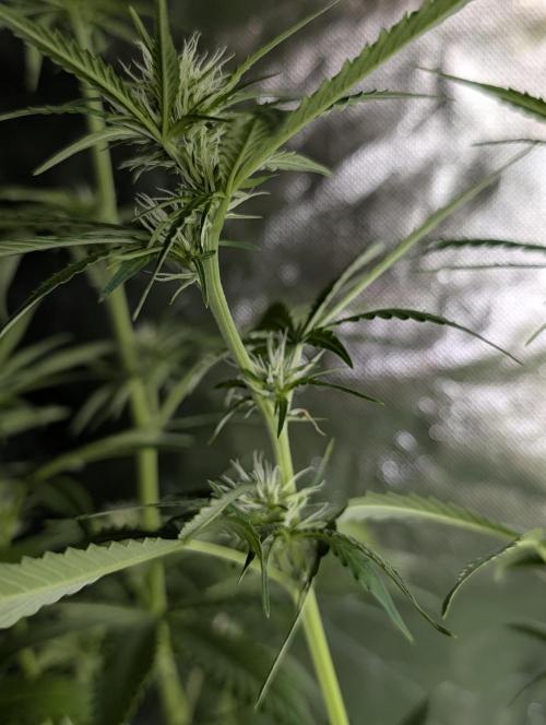 Purple Lemon Tree XLL x4. Week 7