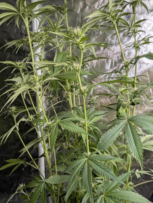 Purple Lemon Tree XLL x4. Week 7