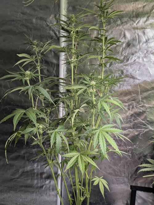Purple Lemon Tree XLL x4. Week 7 - 3