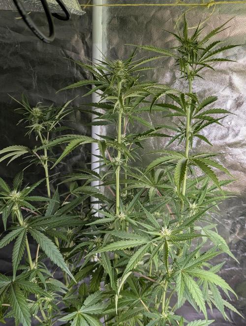 Purple Lemon Tree XLL x4. Week 7