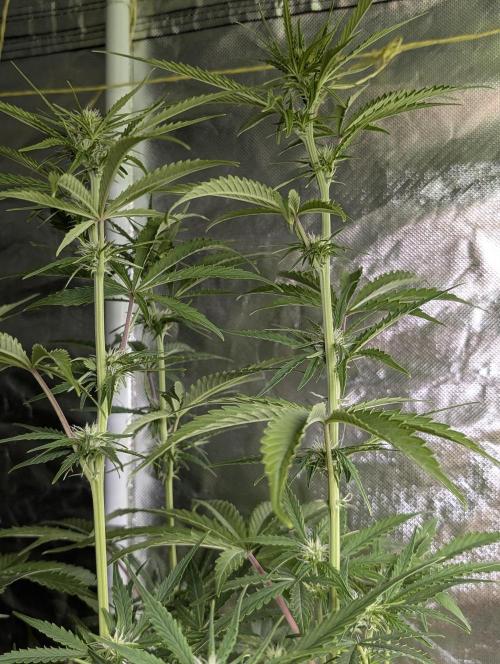 Purple Lemon Tree XLL x4. Week 7