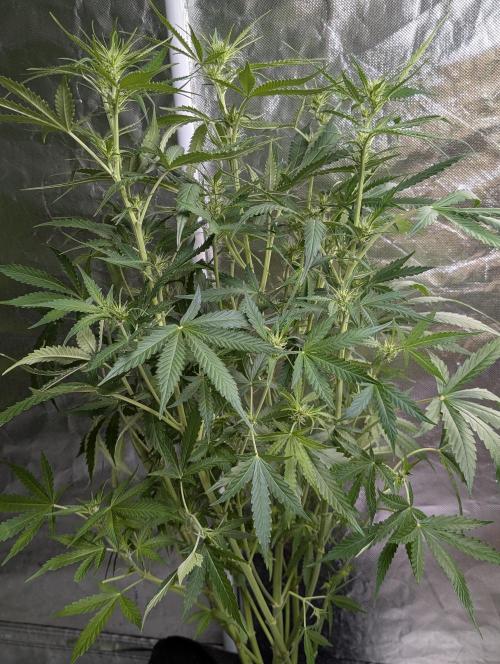 Purple Lemon Tree XLL x4. Week 7 - 4