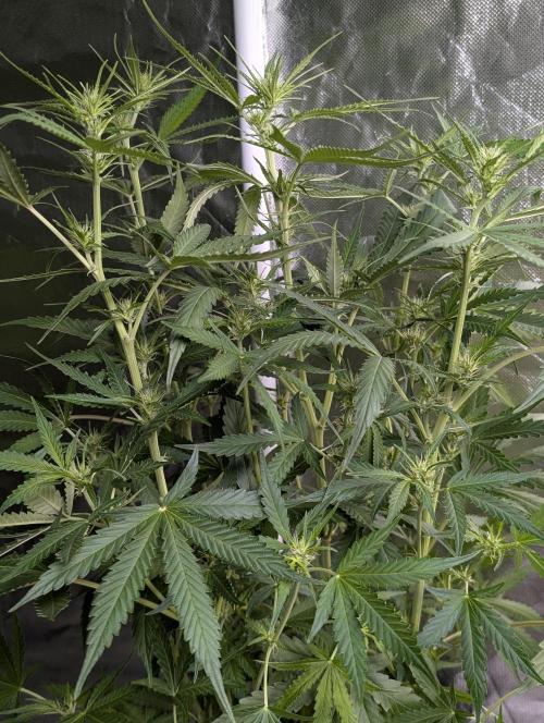Purple Lemon Tree XLL x4. Week 7