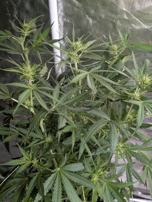 Purple Lemon Tree XLL x4. Week 7