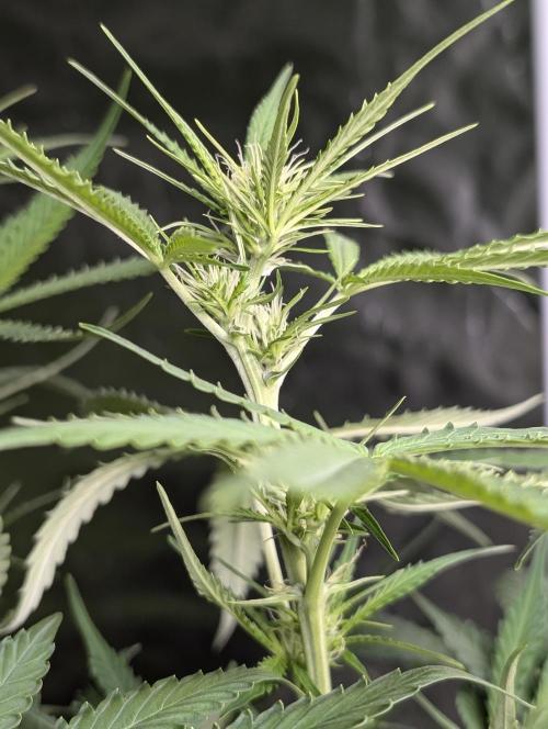 Purple Lemon Tree XL Auto. Week 7