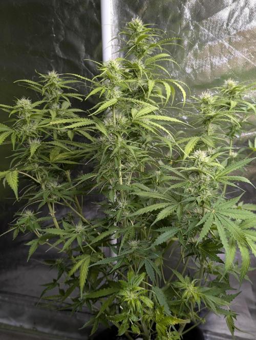 Sweet Mango Auto x4. Week 7 - 1