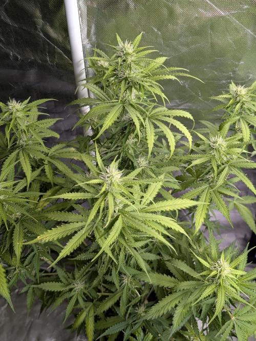 Sweet Mango Auto x4. Week 7