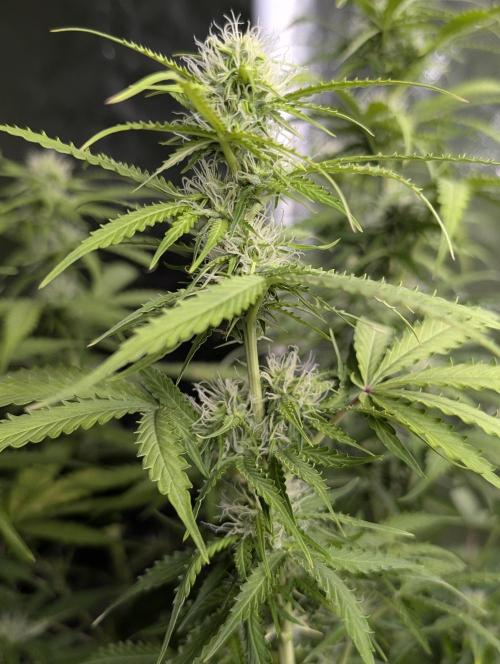 Sweet Mango Auto x4. Week 7