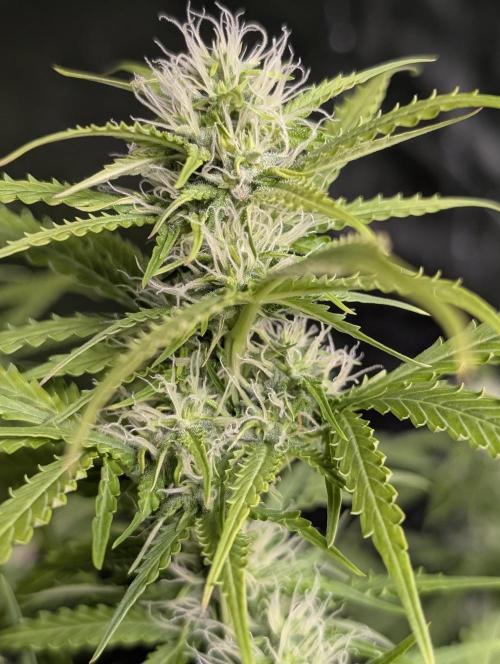 Sweet Mango Auto x4. Week 7