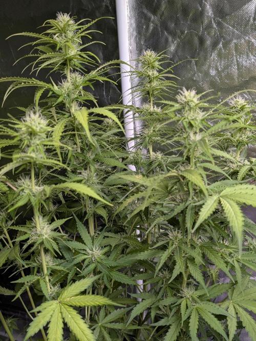 Sweet Mango Auto x4. Week 7