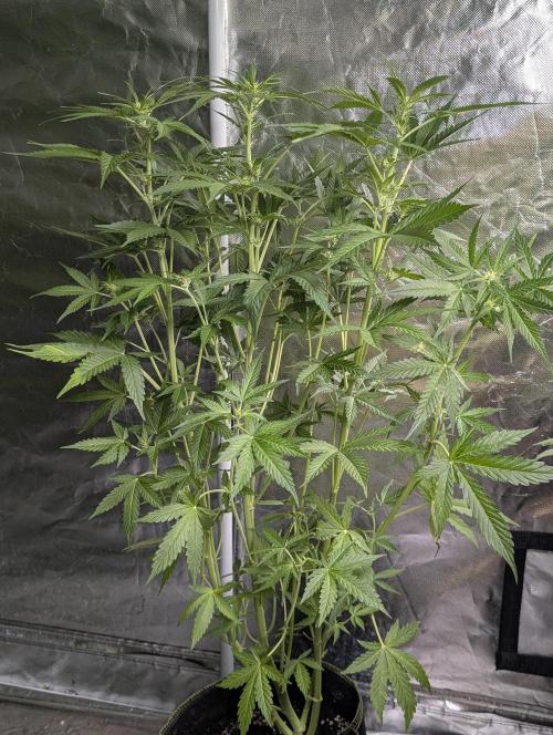 Sweet Mango Auto x4. Week 7 - 2