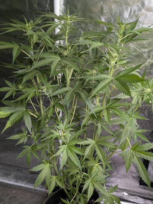 Sweet Mango Auto x4. Week 7