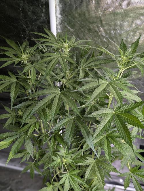 Sweet Mango Auto x4. Week 7