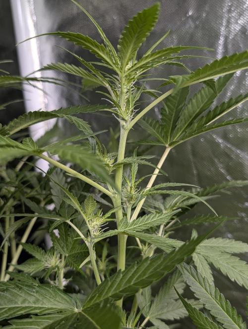 Sweet Mango Auto x4. Week 7