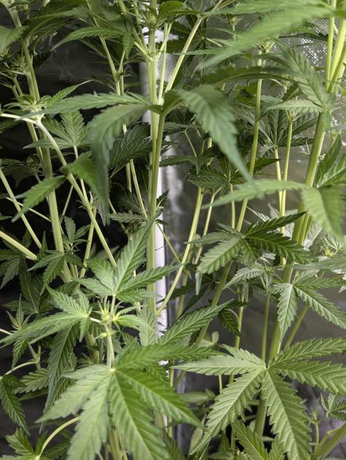 Sweet Mango Auto x4. Week 7