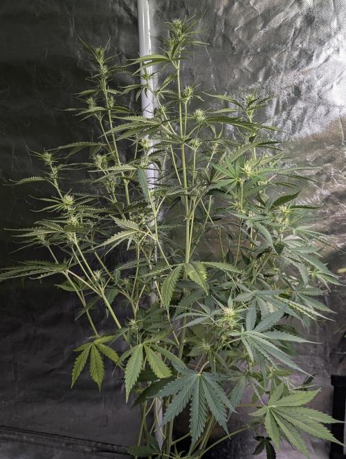 Sweet Mango Auto x4. Week 7 - 3