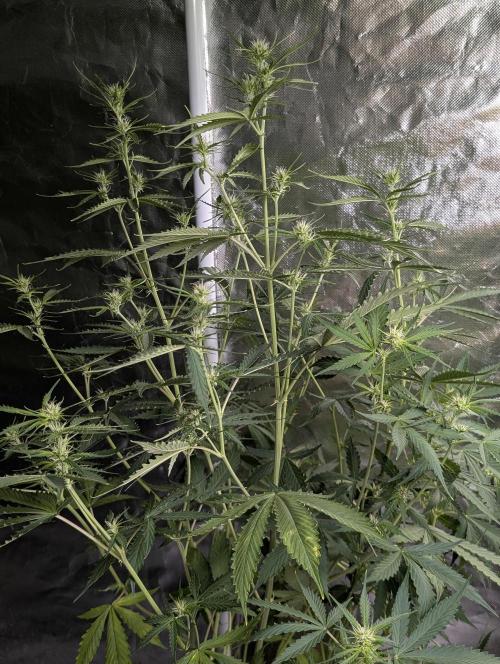 Sweet Mango Auto x4. Week 7