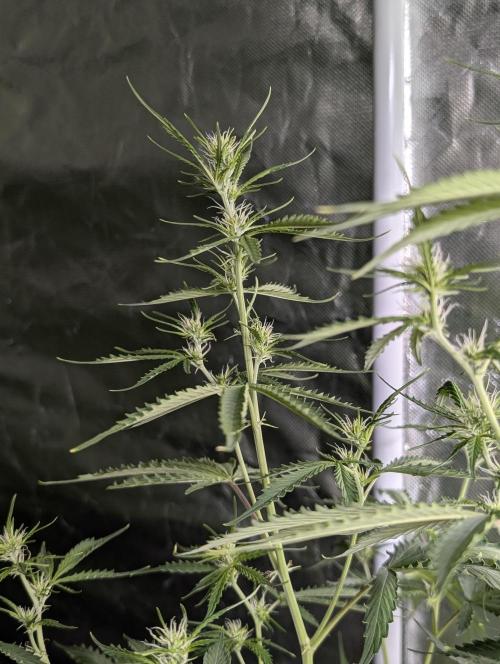 Sweet Mango Auto x4. Week 7
