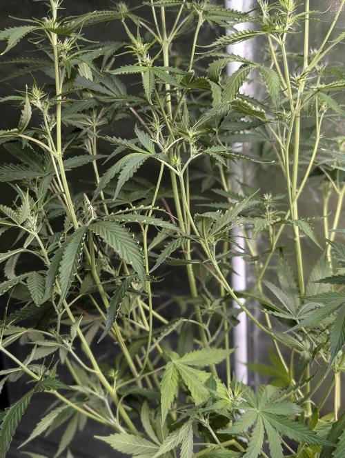 Sweet Mango Auto x4. Week 7