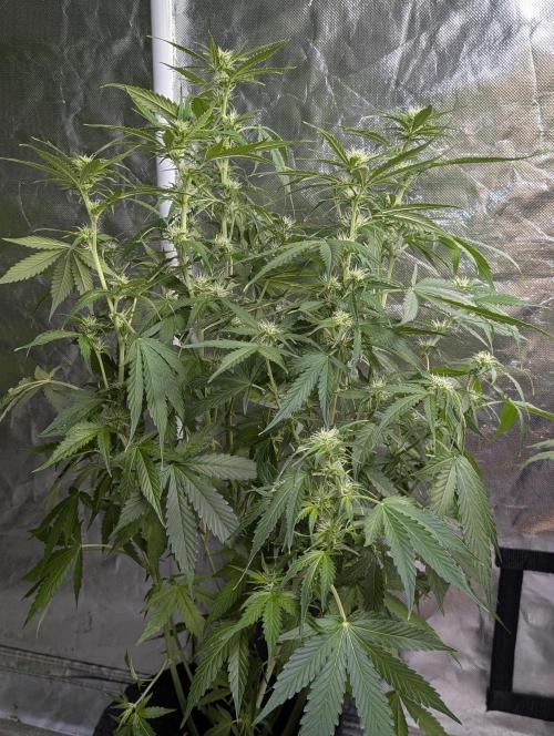 Sweet Mango Auto x4. Week 7 - 4