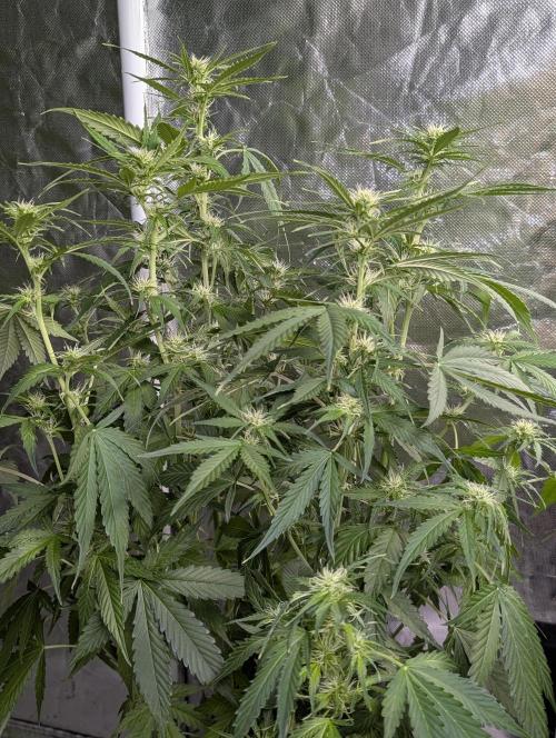 Sweet Mango Auto x4. Week 7