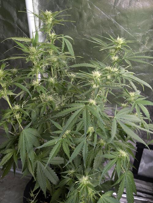 Sweet Mango Auto x4. Week 7